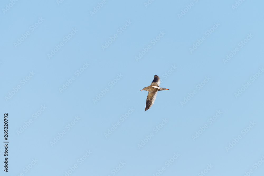 Fototapeta premium redshank (Tringa totanus)