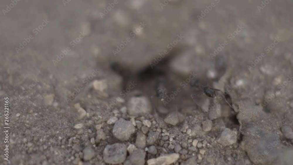4k Macro view of a colony of Ants on nest, they forage working together. Sunset super close-up shot 4k Macro view of a colony of Ants on nest, they forage working together. Sunset super close-up shot