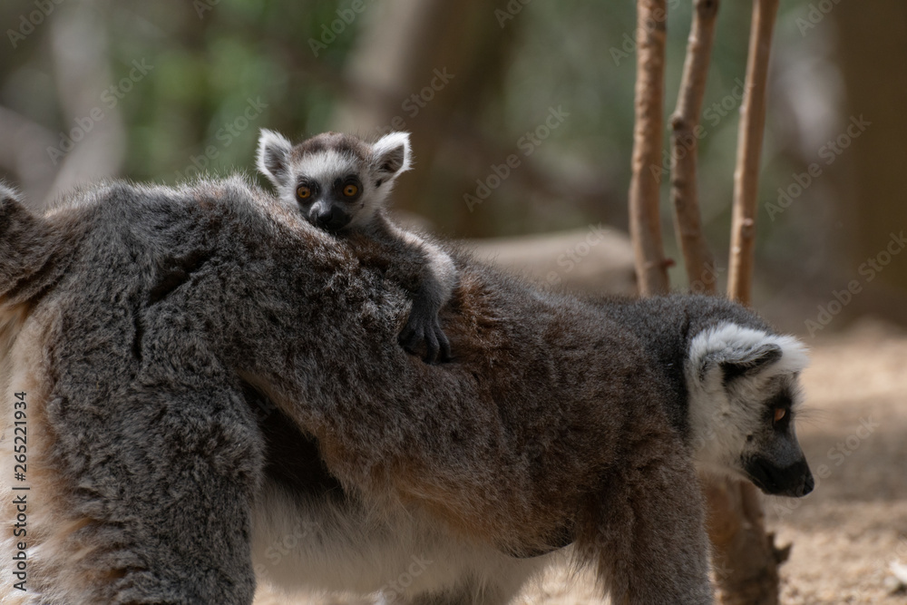 Obraz premium Bebé lemur con su familia