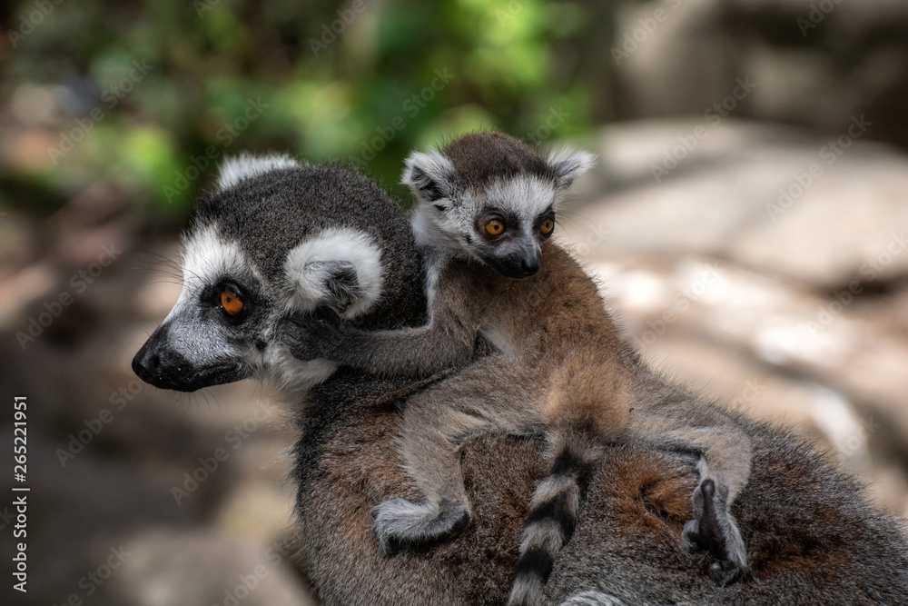 Bebé lemur con su familia Bebé lemur con su familia