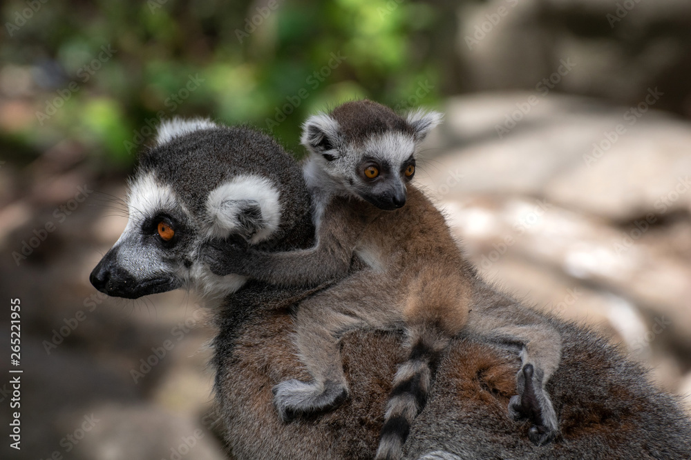 Obraz premium Bebé lemur con su familia