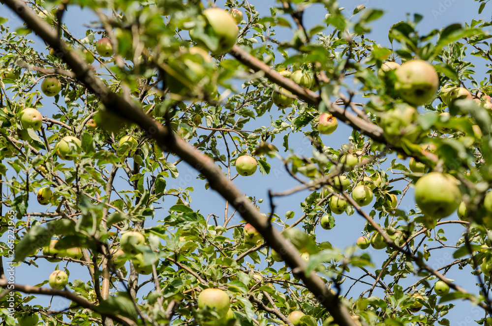 Green ripe apples on an apple tree against the blue sky