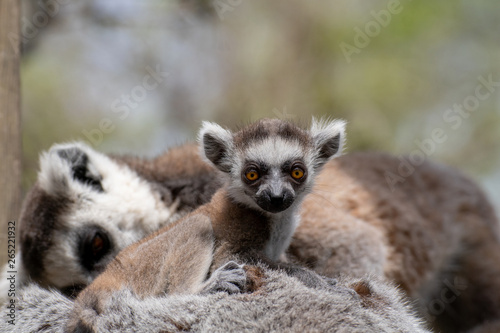 Bebé lemur con su familia © Azahara