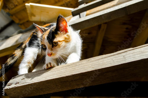 Little tricolor kitten trying to get off the high wooden stairs photo