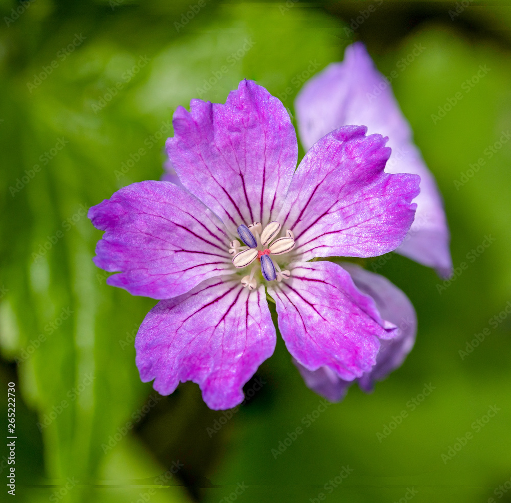 Tiny purple flower in the garden. Vibrant colours and clear stamen. Tiny purple flower in the garden. Vibrant colours and clear stamen.