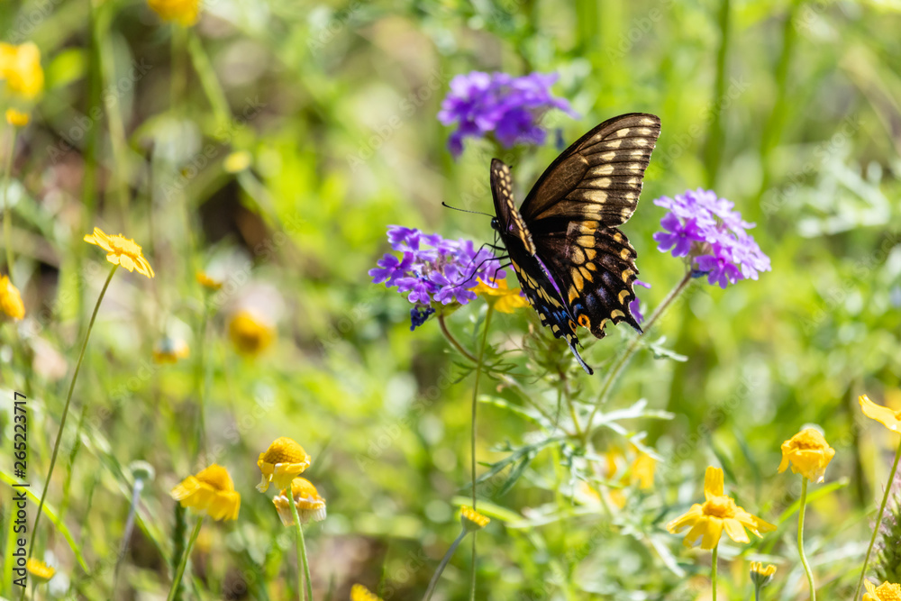 Fototapeta premium butterfly on a flower