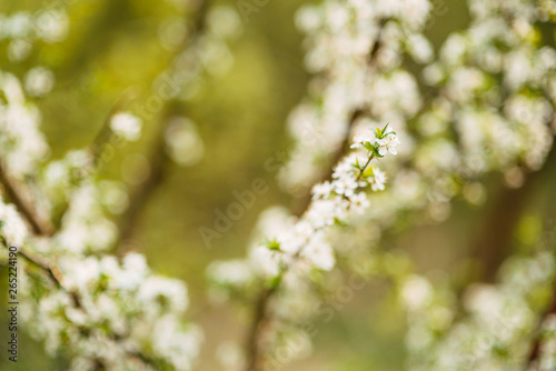 Fototapeta Naklejka Na Ścianę i Meble -  spring flowers, trees bloom in spring, beautiful nature