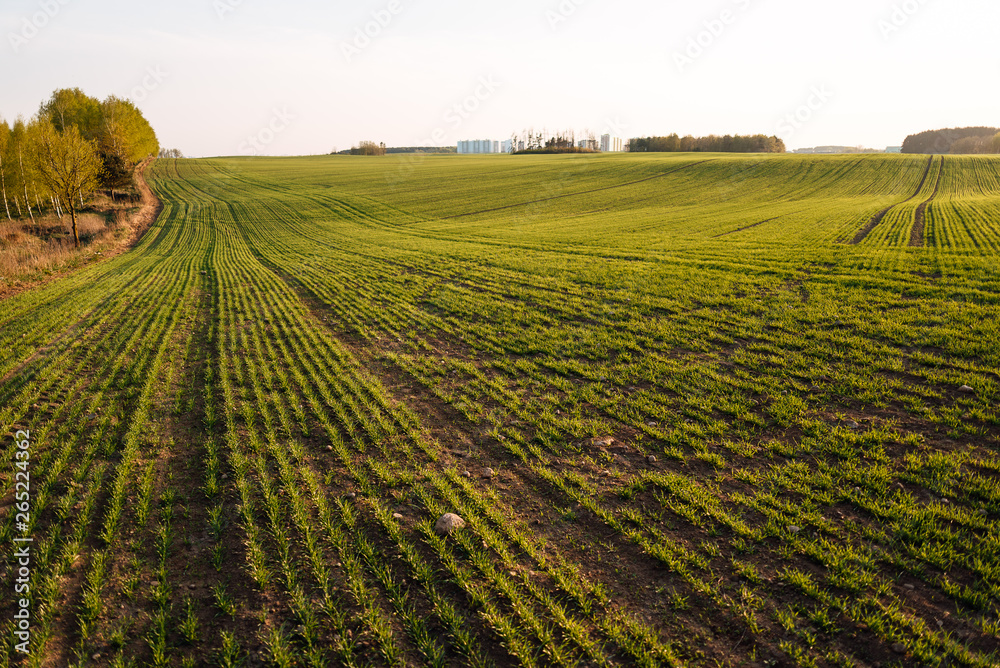 Fresh green spring grass with the sun on the background of nature, lawn grass sprouting, sowing grain and cereals