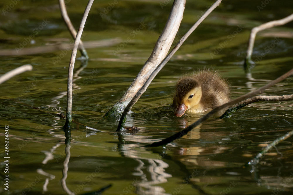 Pato Colorado - Red crested Pochard Pato Colorado - Red crested Pochard