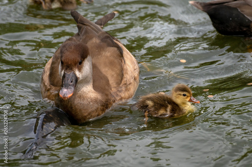 Pato Colorado - Red crested Pochard