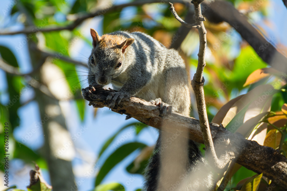 Fototapeta premium ardilla