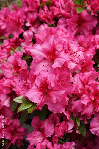 Closeup of Hot Pink Azalea Blooms © strawberrymochi