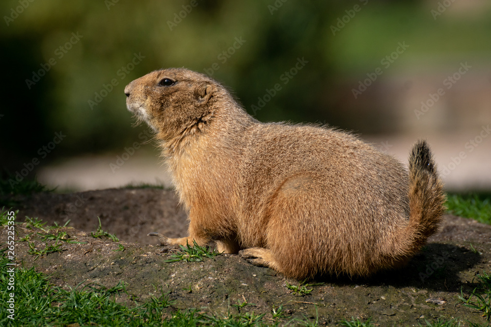 Perrito de la pradera - Prairie dog Perrito de la pradera - Prairie dog