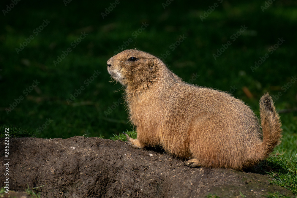 Perrito de la pradera - Prairie dog Perrito de la pradera - Prairie dog
