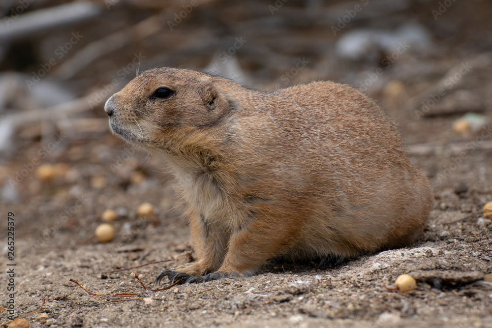 Perrito de la pradera - Prairie dog Perrito de la pradera - Prairie dog