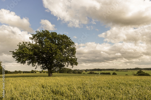 A classic British countryside scene - a single tree in a wheat field