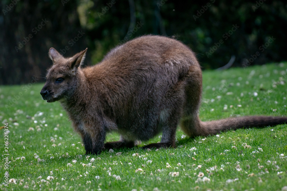 wallaby de bennett pastando