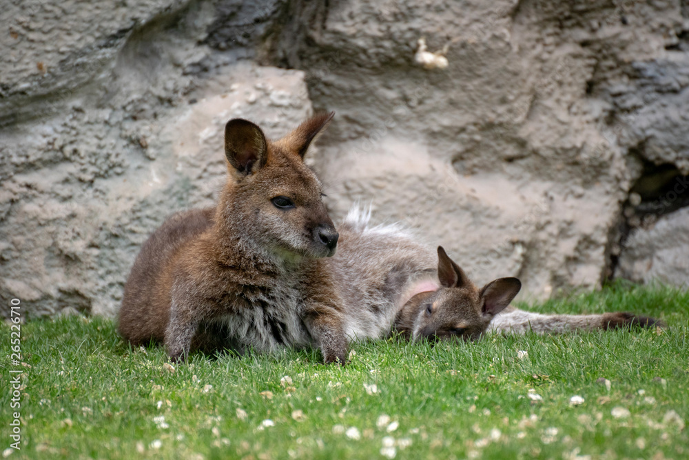 Wallaby con su bebé. Red necked wallaby Wallaby con su bebé. Red necked wallaby