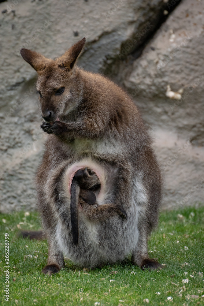 Obraz premium Wallaby con su bebé. Red necked wallaby