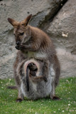 Wallaby con su bebé. Red necked wallaby