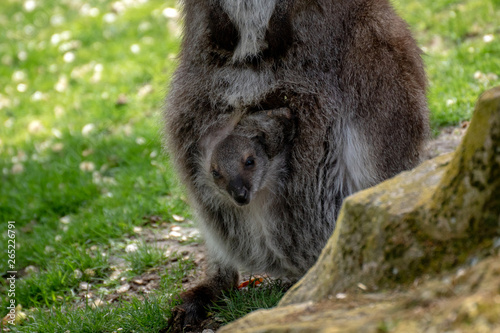 Fototapeta Naklejka Na Ścianę i Meble -  Wallaby con su bebé. Red necked wallaby