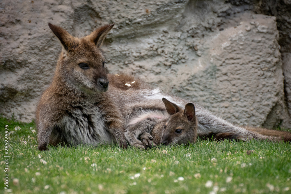 Wallaby con su bebé. Red necked wallaby Wallaby con su bebé. Red necked wallaby