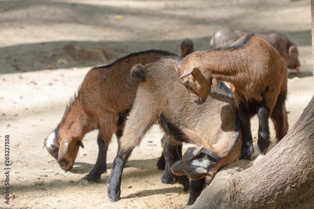 farm animal domestic mammal goat, milk. farm animal domestic mammal goat, milk.