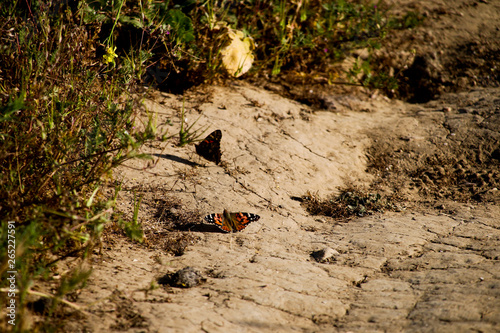 Wallpaper Mural Arroyo Verde Park in Ventura California Torontodigital.ca