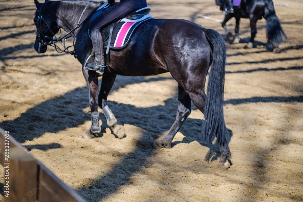 Horse animal equestrian rider sport, activity. Horse animal equestrian rider sport, activity.