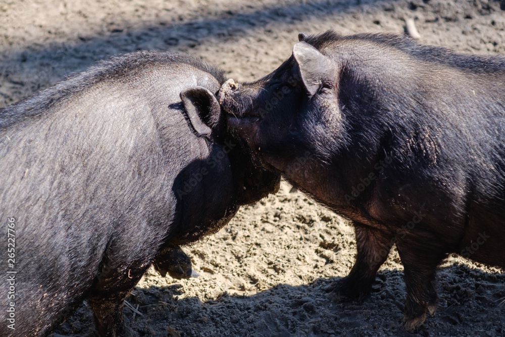 Agriculture pork meat piggy piglet, baby. Agriculture pork meat piggy piglet, baby.
