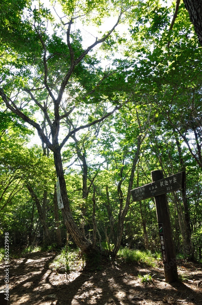 Fototapeta premium 木漏れ日の御坂山地 府駒山