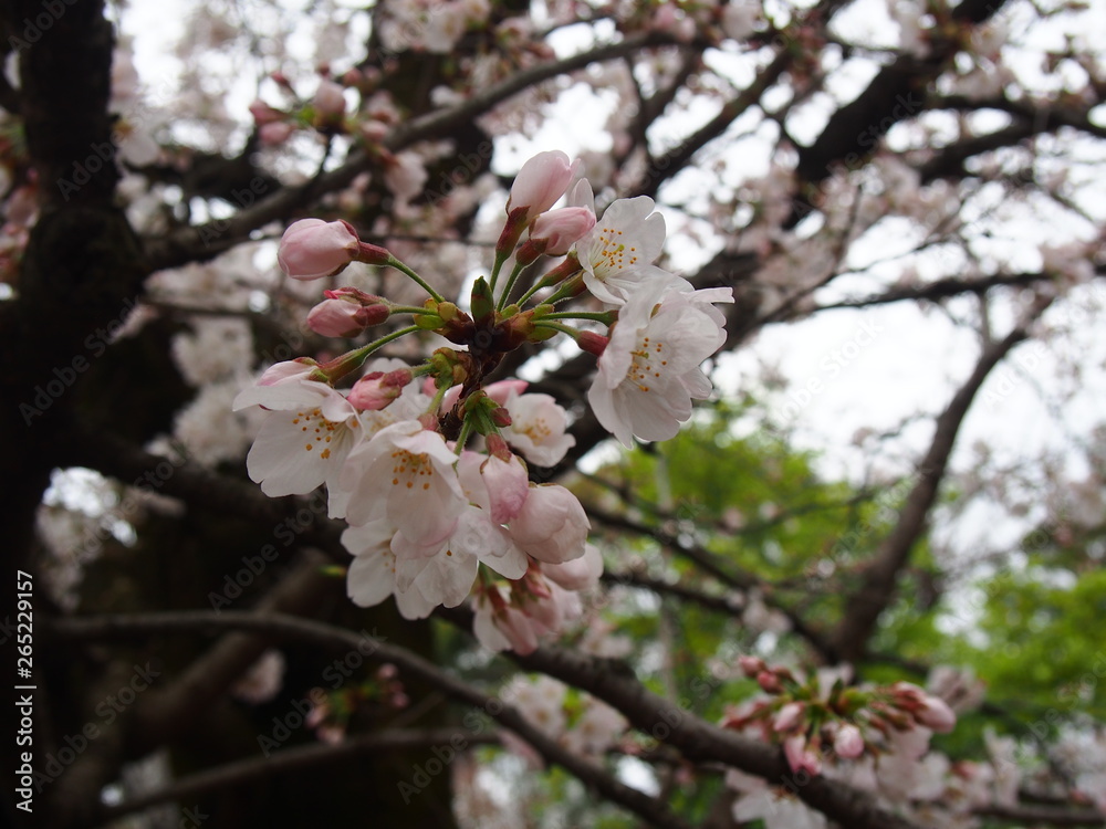 cherry blossoms (flowers and buds) cherry blossoms (flowers and buds)