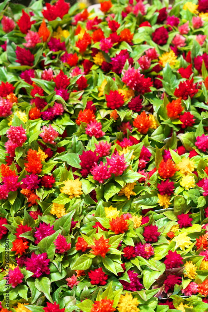 Chiba,Japan-April 28, 2019: Cockscomb flowers or Wool Flowers or Brain Celosia in a greenhouse