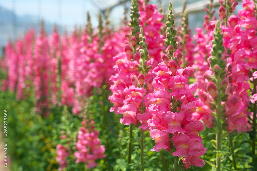 Obraz premium Chiba,Japan-April 28, 2019: Pink antirrhinum or dragon flowers or snapdragons in a greenhouse