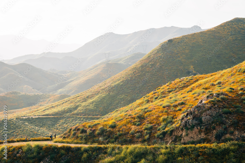 Poppies and view of hills at Walker Canyon, in Lake Elsinore, California