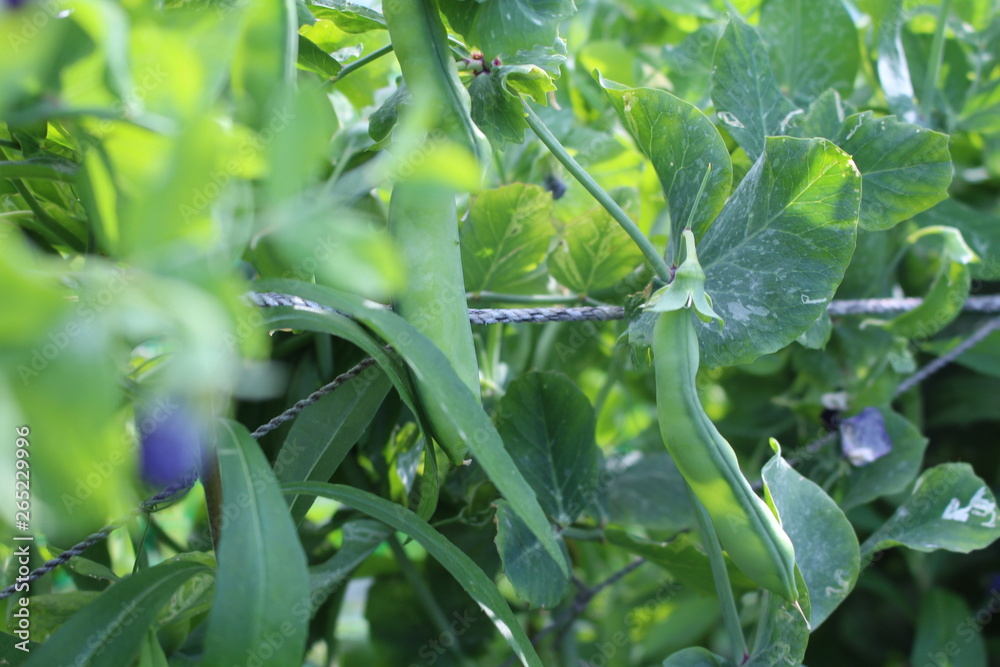 Fototapeta premium Fruit of peas in the field