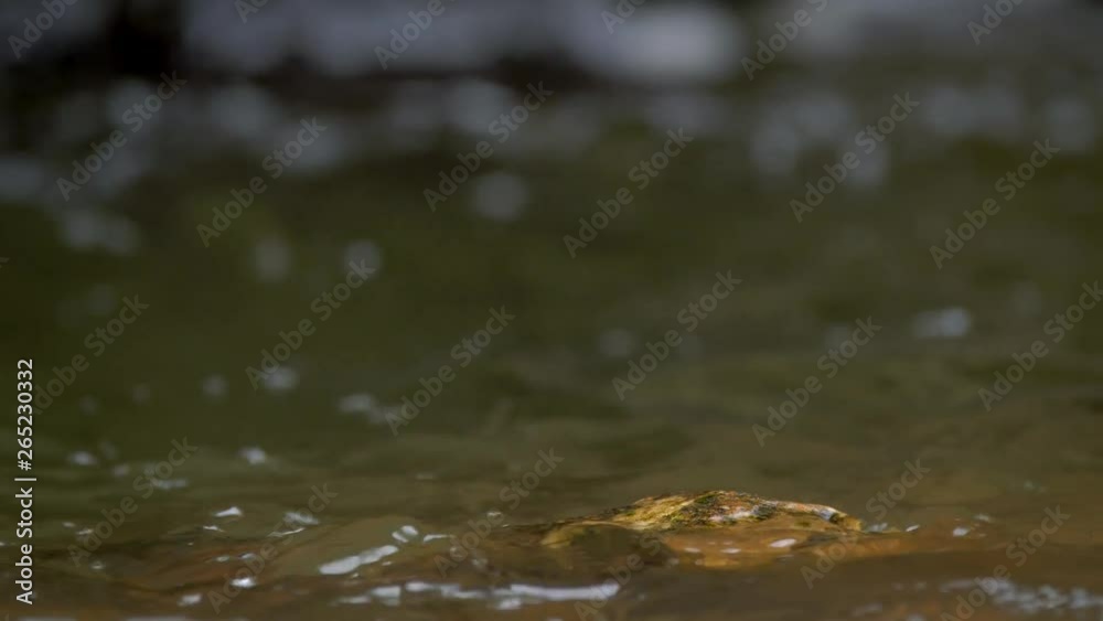 White-throated dipper (Cinclus cinclus) on rock in river White-throated dipper (Cinclus cinclus) on rock in river