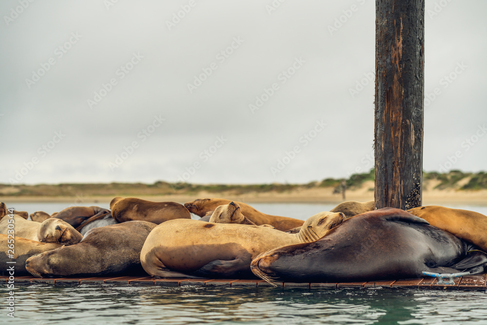 Fototapeta premium Sleeping Seals, Morro Bay Harbor, California Coastline