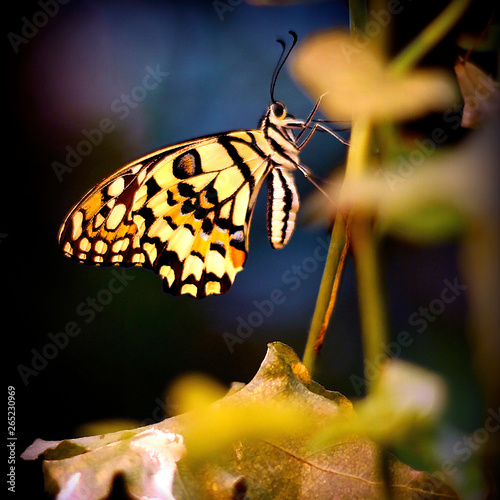 Beautiful butterfly closeup on a twig.