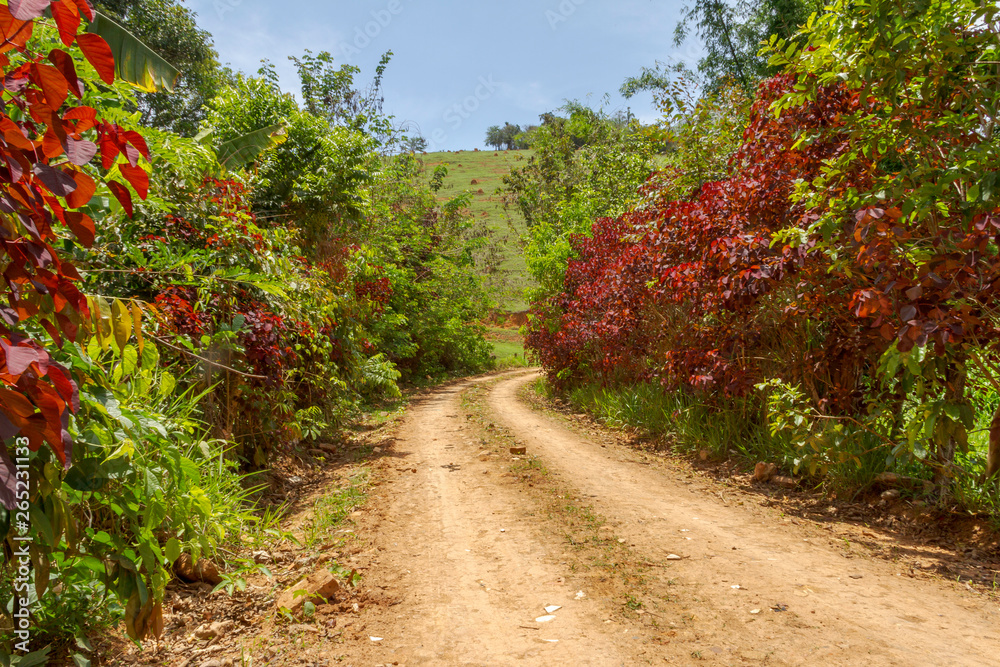 Fototapeta premium Estrada rural brasileira