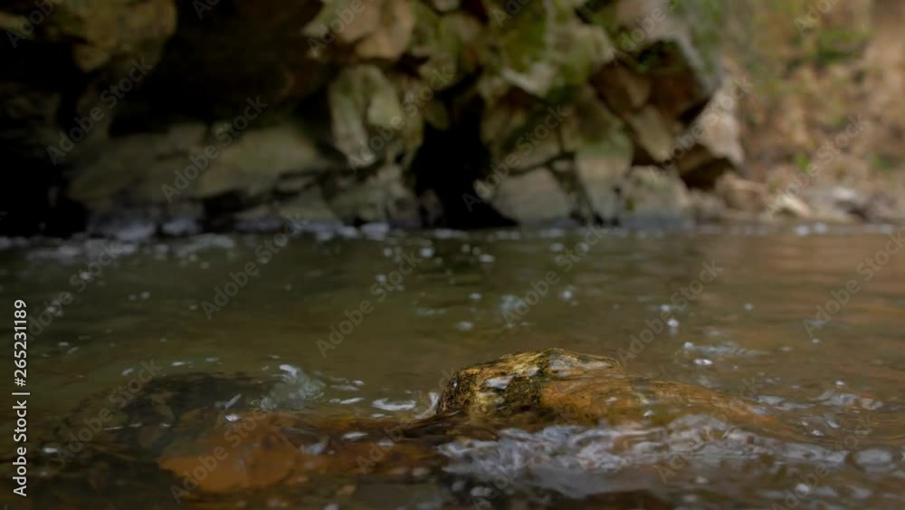 White-throated dipper (Cinclus cinclus) on rock in river White-throated dipper (Cinclus cinclus) on rock in river