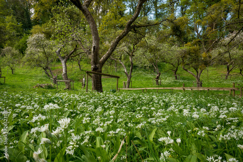 Slika na platnu Wild garlic at the knapp and papermill nature reserve near Alfrick Worcestershir