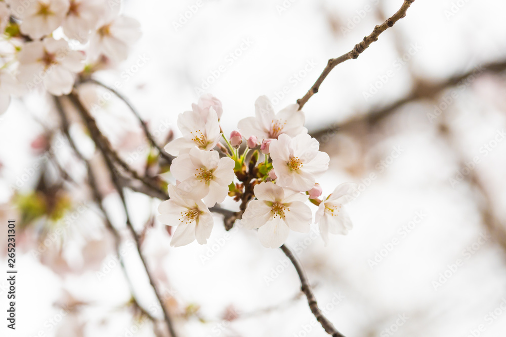 Cherry blossom in spring for background or copy space for text Cherry blossom in spring for background or copy space for text
