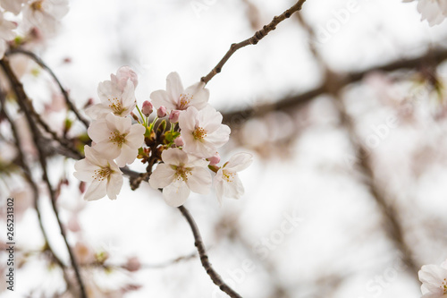 Cherry blossom in spring for background or copy space for text