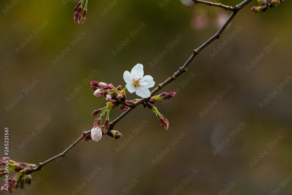 Cherry blossom in spring for background or copy space for text Cherry blossom in spring for background or copy space for text