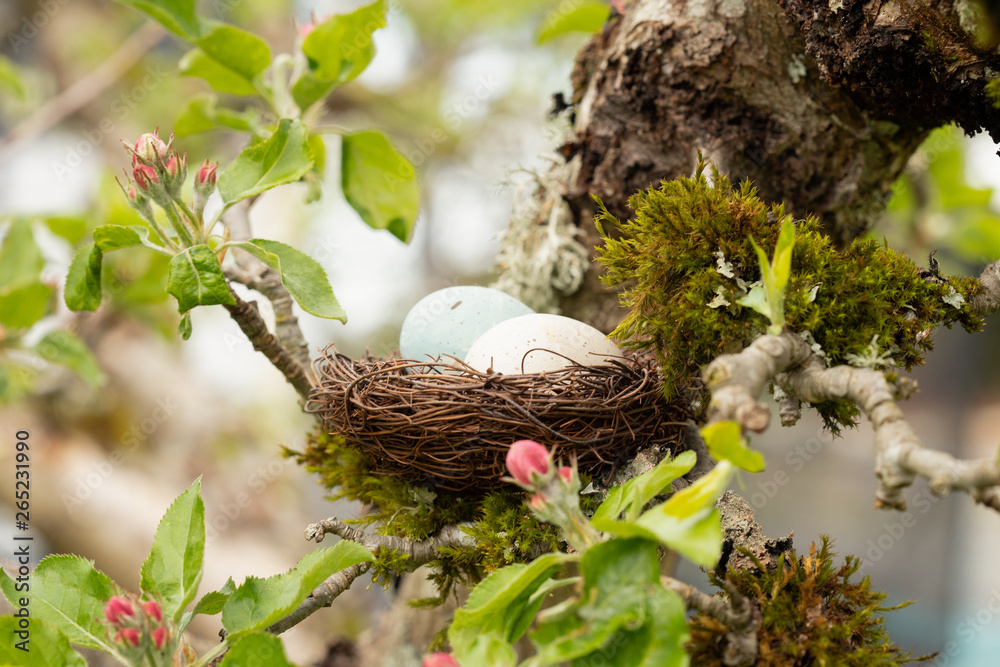 Eggs in a bird nest in apple tree Eggs in a bird nest in apple tree