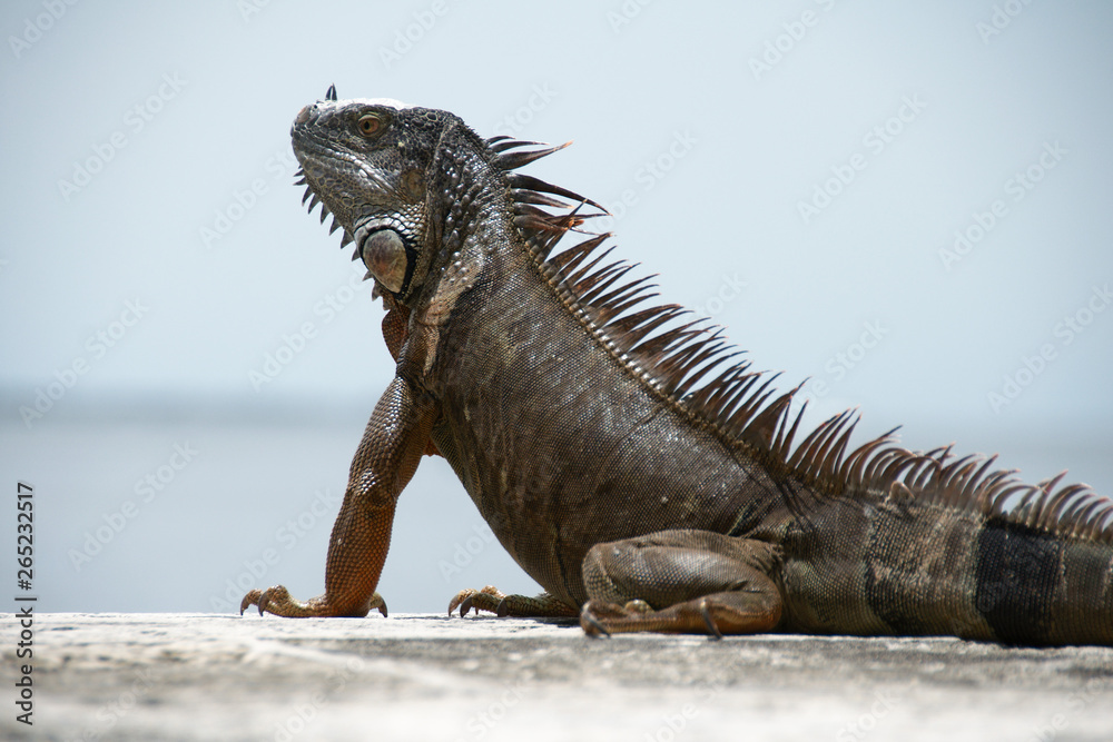Fototapeta premium An iguana sunbathing at the Vizcaya Museum and Gardens, Miami, Florida, USA.