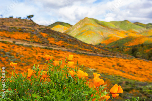 Millions of California Poppies at Walker Canyon in Lake Elsinore