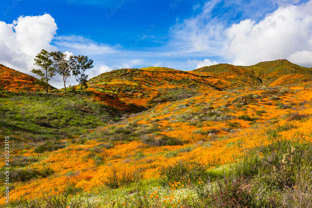 Millions of California Poppies at Walker Canyon in Lake Elsinore Millions of California Poppies at Walker Canyon in Lake Elsinore