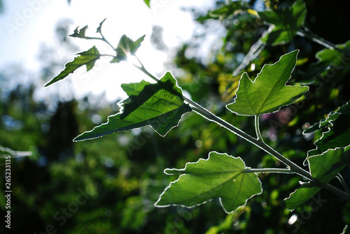 green eco leaves with great focus